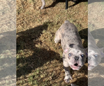 Small Photo #33 French Bulldog Puppy For Sale in SACRAMENTO, CA, USA