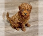 Puppy 2 Goldendoodle (Miniature)