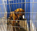Small #1 Labrador Retriever Mix