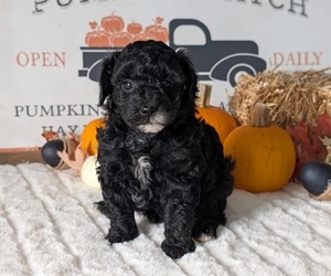 Medium Poodle (Miniature)