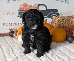 Puppy Onyx Poodle (Miniature)