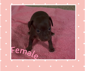 Chiweenie Puppy for sale in ECHO, AL, USA