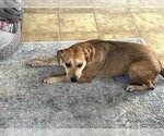 Small Photo #13 Beagle-Unknown Mix Puppy For Sale in Rockaway, NJ, USA