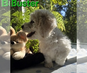 Bichon Frise Puppy for sale in FREMONT, MI, USA