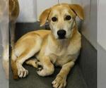 Small Labrador Retriever