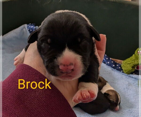 Medium Photo #1 Border Collie-Unknown Mix Puppy For Sale in Chinook, MT, USA