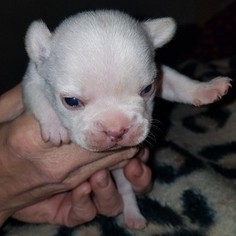 French Bulldog Puppy for sale in WATERFORD, CA, USA