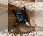Small #1 French Bulldog