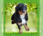 Small #8 Bernedoodle