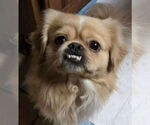 Small Pekingese