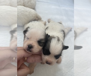 Shiranian Puppy for sale in PLANO, TX, USA