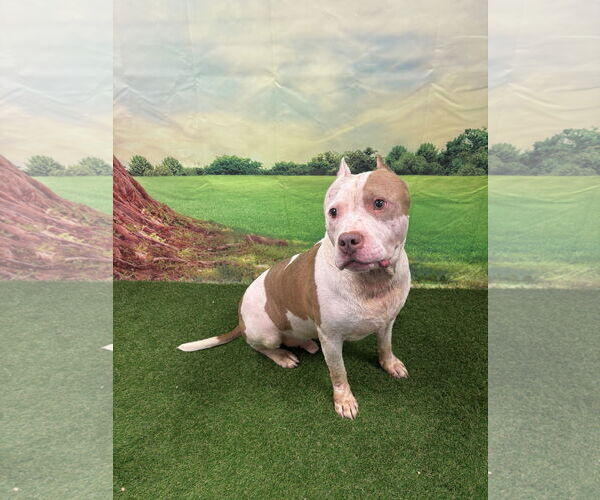Medium Photo #4 American Staffordshire Terrier Puppy For Sale in Euless, TX, USA
