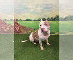 Small #3 American Staffordshire Terrier