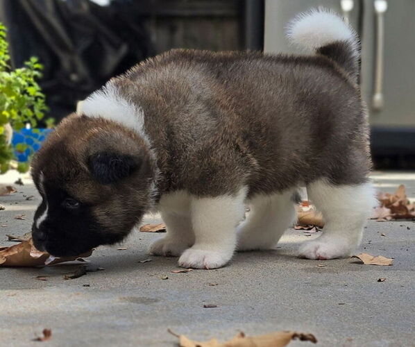 Medium Photo #34 Akita Puppy For Sale in STRAFFORD, MO, USA
