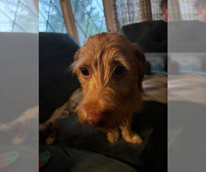 Buddy - No More Applications, Please! - Male Doxiepoo (Standard) Dog for Adoption - Photo #6