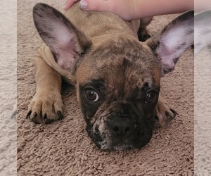 French Bulldog Puppy for sale in TAMPA, FL, USA