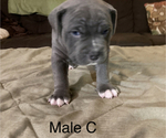 Small Photo #8 American Bully Puppy For Sale in JOPLIN, MO, USA