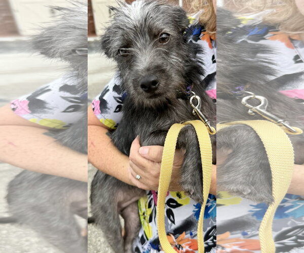 Medium Photo #3 Mutt Puppy For Sale in Boca Raton, FL, USA