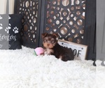 Small #3 Yorkshire Terrier