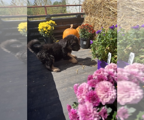 Medium Photo #24 Aussiedoodle Puppy For Sale in RUSSELL, IA, USA