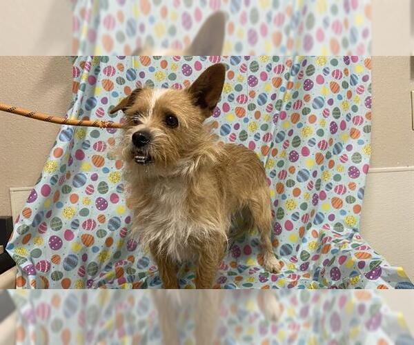 Medium Photo #1 Mutt Puppy For Sale in Modesto, CA, USA