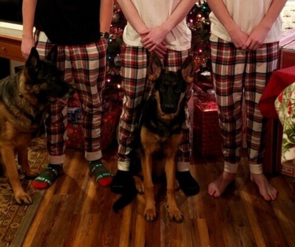 Medium Photo #28 German Shepherd Dog Puppy For Sale in LA FAYETTE, NY, USA