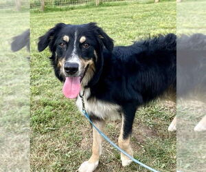 Border-Aussie Dogs for adoption in Columbus, IN, USA