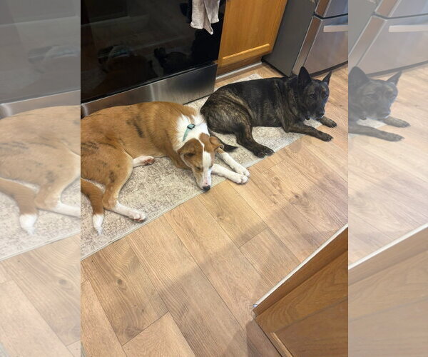 Medium Photo #3 Australian Shepherd-Unknown Mix Puppy For Sale in Germantown, OH, USA