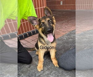 German Shepherd Dog Dogs for adoption in Bolivar, MO, USA