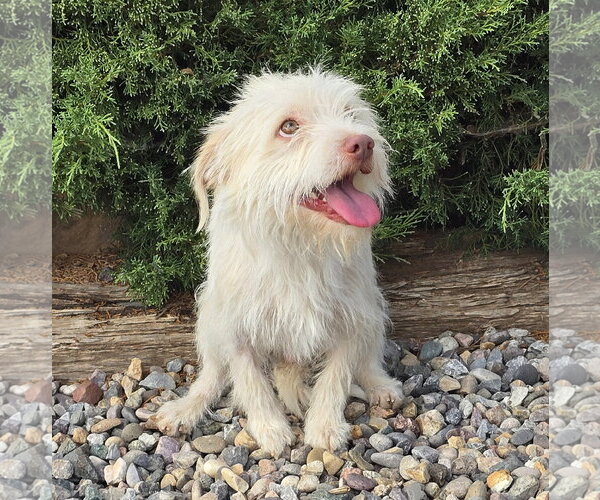 Medium Photo #1 Norfolk Terrier-Poodle (Toy) Mix Puppy For Sale in Albuquerque, NM, USA