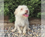 Wicked SWEET Lil Mr Whisky ~ Terripoo - Male Norfolk Terrier-Poodle (Toy) Mix Dog for Adoption - Small photo