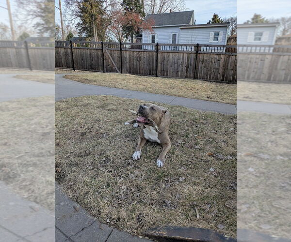 Medium Photo #16 Bullypit Puppy For Sale in Princeton, MN, USA