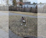 Small #15 Bullypit