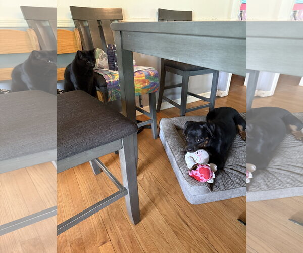 Medium Photo #3 Rottweiler Puppy For Sale in Hillsboro, NH, USA