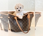 Small Photo #3 Maltipoo Puppy For Sale in BEVERLY HILLS, CA, USA