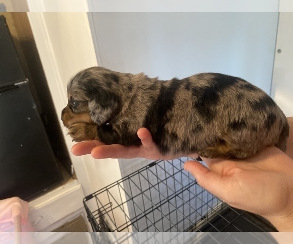 Medium Photo #9 Dachshund Puppy For Sale in DENHAM SPRINGS, LA, USA