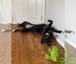 Small Labrador Retriever Mix