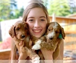 Small Photo #2 Irish Doodle Puppy For Sale in SILVERDALE, WA, USA