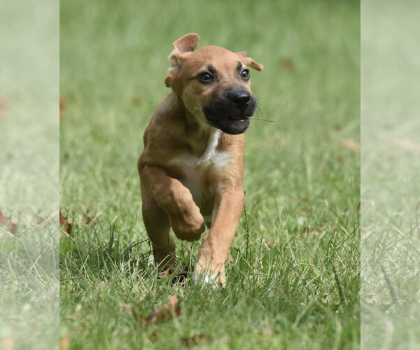 Medium Photo #5 Australian Shepherd-Beagle Mix Puppy For Sale in Mechanicsburg, PA, USA