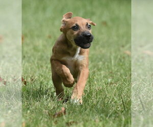 Lavender - Female Australian Shepherd-Beagle Mix Dog for Adoption - Photo #5