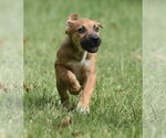 Small Photo #5 Australian Shepherd-Beagle Mix Puppy For Sale in Mechanicsburg, PA, USA