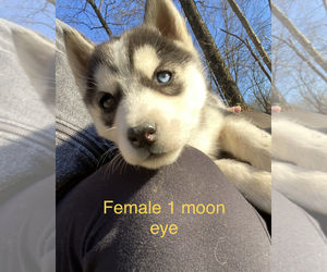 Siberian Husky Puppy for sale in IRONTON, OH, USA