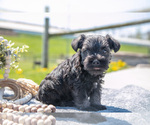 Small Photo #3 Schnauzer (Miniature) Puppy For Sale in BALTIC, OH, USA