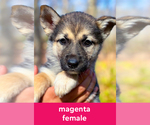Puppy Magenta German Shepherd Dog-Siberian Husky Mix