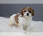 Puppy Winterfell Cavapoo