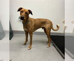 Small #1 Labrador Retriever Mix