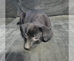 Small Photo #1 Mutt Puppy For Sale in Jackson Township, NJ, USA
