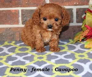 Cavapoo Puppy for sale in CLARKRANGE, TN, USA