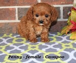 Image preview for Ad Listing. Nickname: Penny