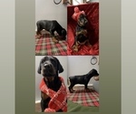 Small Photo #1 Doberman Pinscher Puppy For Sale in HUNTSBURG, OH, USA